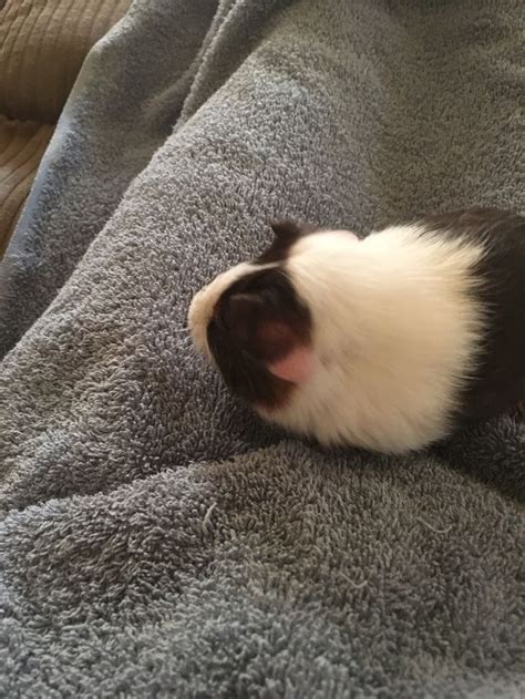 How to Care for Baby Guinea Pigs: 12 Steps (with Pictures)