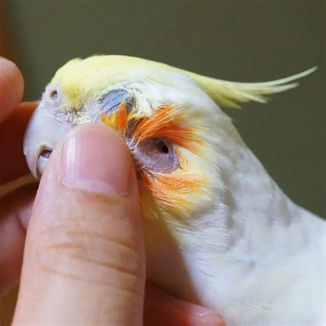 Bird Senses Bird Keepers Should Be Aware Of | Birds Coo