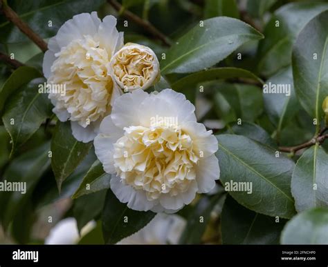 Jurys Yellow Camellia Hi Res Stock Photography And Images Alamy