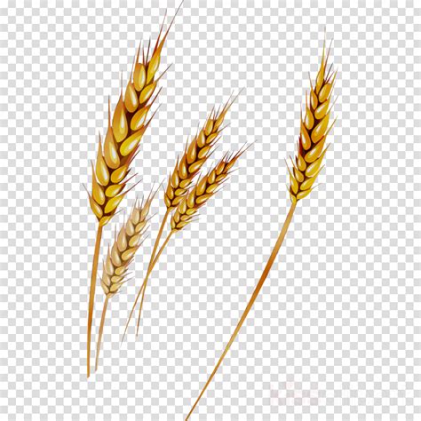 Grain Clipart Wheat Plant Grain Wheat Plant Transparent Free For