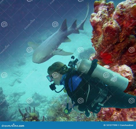 Shark And Scuba Diver Encounter Off Ambergris Caye Coral Reef Stock Photo