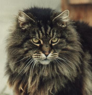 Cat Breeds Long Hair - Cat Lover | Cat Training