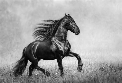 Horse Black And White Wallpaper,HD Animals Wallpapers,4k Wallpapers,Images,Backgrounds,Photos