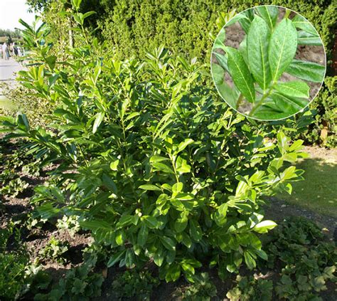 PRUNUS laurocerasus Novita Laubgehölze Sortiment Shop Kordes