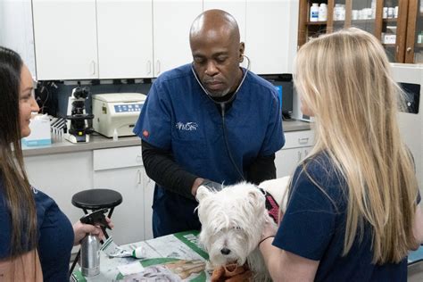 Wellness Exams Kennesaw Mountain Veterinary Services