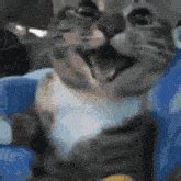 Small Smile Cat GIF - Small Smile Cat - Discover & Share GIFs