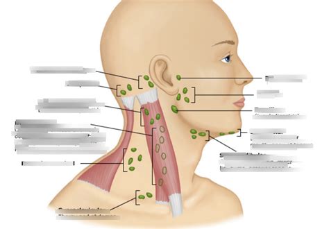 Head lymph nodes Diagram | Quizlet