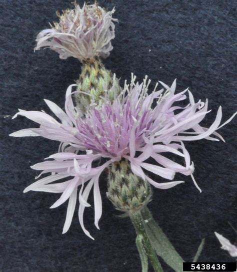 Spotted Knapweed Centaurea Stoebe Weedwise Program