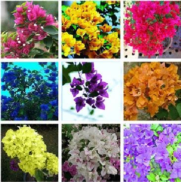 Free Shipping High Quality 100pcs Mix color(23 color) Bougainvillea spectabilis Willd Seeds ...