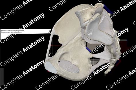 Anterior Sacroiliac Ligament | Complete Anatomy