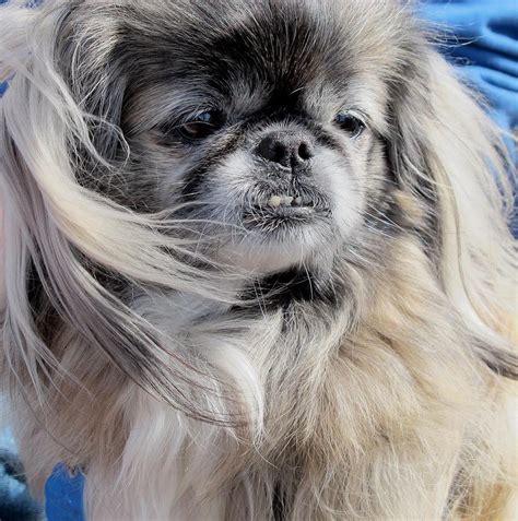 Pekingese Portrait Photograph By Valia Bradshaw Fine Art America