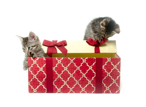 Two Cute Kittens Playing In Gift Box Stock Photo - Download Image Now ...