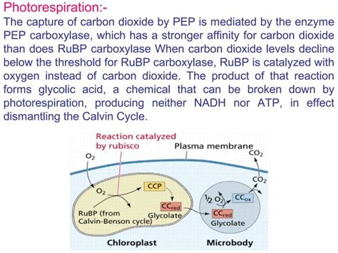 Photosynthesis | PPT