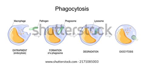 Phagocytosis Macrophage Absorption Bacteria Stages Mechanism Stock ...