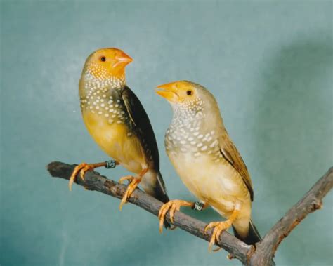 Star finch - Facts, Diet, Habitat & Pictures on Animalia.bio