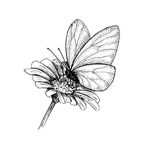 Papillon Sur Une Fleur Croquis Noir Et Blanc Dessiné à La Main