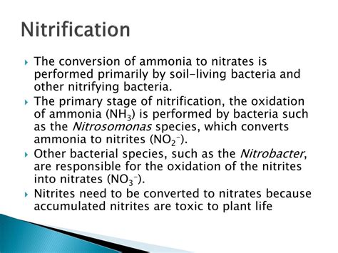 Ppt Nitrogen Cycle Powerpoint Presentation Free Download Id2002080