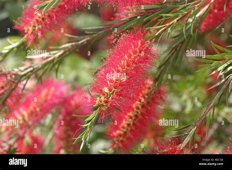 Red Callistemon Bottlebrushes Plant Flower Stock Photo Alamy