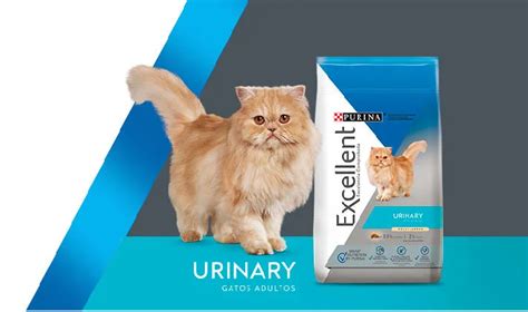 Excellent Urinary Gato Pollo Arroz Pet Shop Quer Taro Tienda