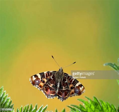 Map Butterfly Photos Et Images De Collection Getty Images