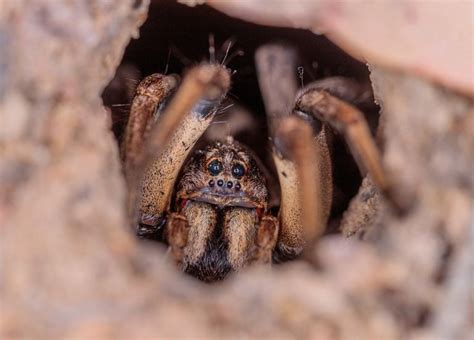 Australian Giant Spider