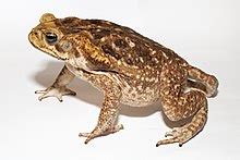 What Is An Amphibian Amphibian Definition Dk Find Out Off