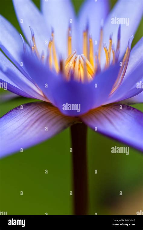 Beautiful Water lily in a small water pond Stock Photo - Alamy