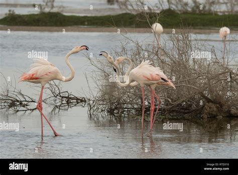 Greater Flamingo Phoenicopterus Roseus Ras Al Khor Wildlife