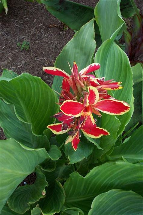 Canna Red Golden Flame Brians Botanicals