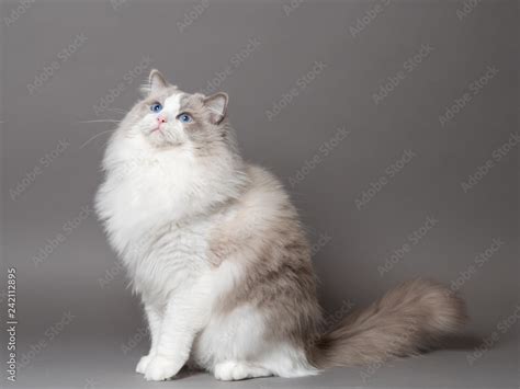 A Beautiful Male Blue Bicolor Ragdoll Purebreed Cat On A Gray