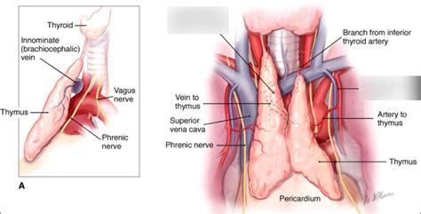 L B Thymus Vasculature And Function Diagram Quizlet