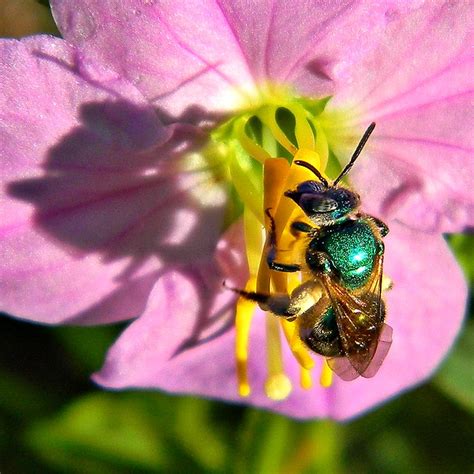 Metallic Green Bee Buzz Pollination Flickr Photo Sharing