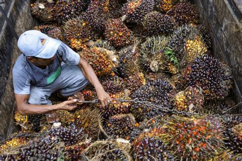 Indonesia May Lift Palm Oil Export Ban In One Or Two Months Says