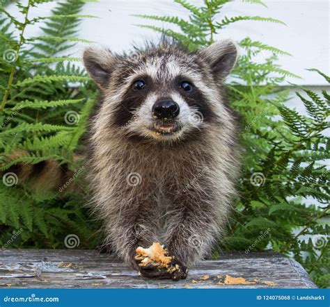 Front View of a Baby Raccoon Holding Food in Her Front Paws.. Stock ...