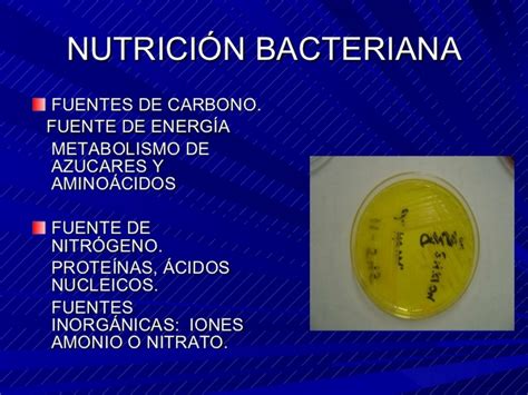 Cómo Se Reproducen Las Bacterias Y Virus