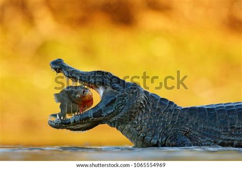 Caiman Crocodile Fish Open Muzzle Pantanal Stock Photo (Edit Now ...