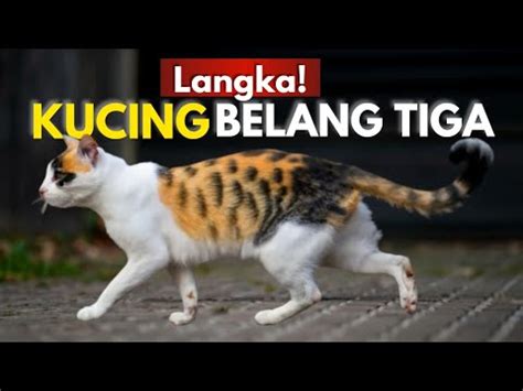 FAKTA KUCING BELANG TIGA LANGKA KUCING JANTAN TELON YouTube