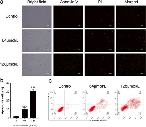 Sotetsuflavone Induced Apoptosis In A549 Cells A Fluorescence