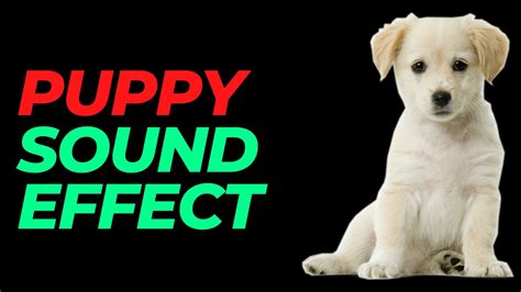 Dog Puppy Sound Effect No Copyright Dog Noises Puppy Barking Sounds