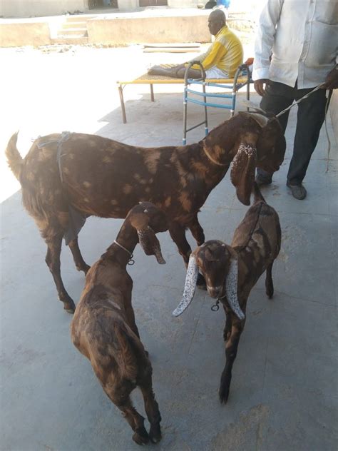 Female Sirohi Shiroy Goat Meat 15 At Rs 300 Kg In Kekri ID