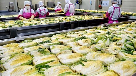 Kimchi Mass Production Process Factory In Korea Youtube