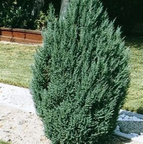 Blue Point Juniper Star Nursery Garden And Rock Centers