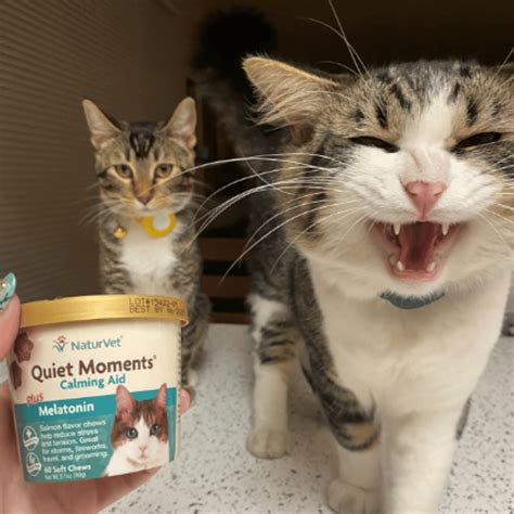 Taming Feline Frenzy: A Review of 6 Cat Calming Treats