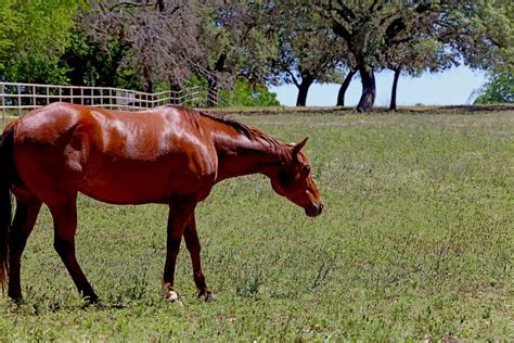 Sorrel Horse Guide - The Horse and Stable