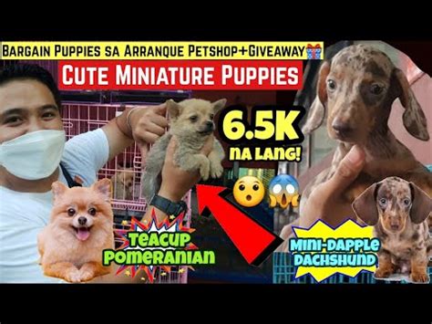 Mga Cute Miniature Puppies Sa Arranque Petshop Bagsak Presyong