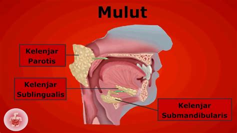 Animasi Sistem Pencernaan Manusia Organ Mulut Youtube