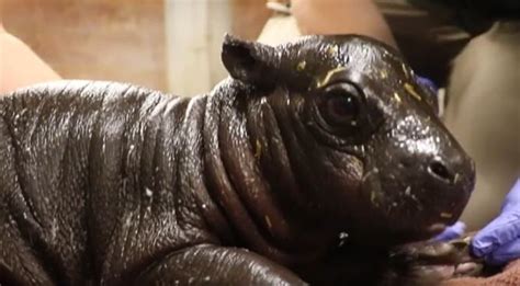 Franklin Park Zoo Welcomes Baby Pygmy Hippo | ABC6