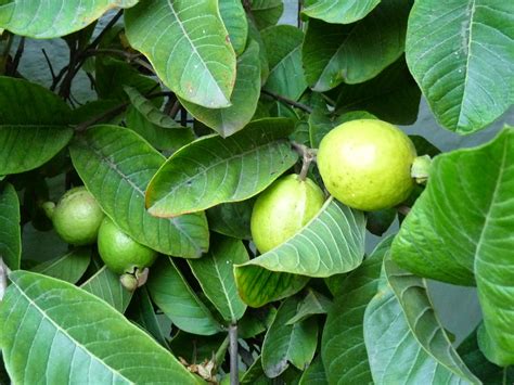 En El Jardin Guayaba Psidium Guajava