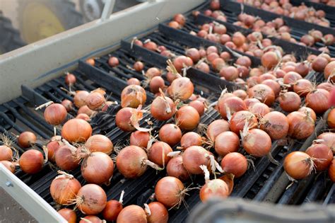 Organic Patterson Onion Plants Sunbelt Transplants