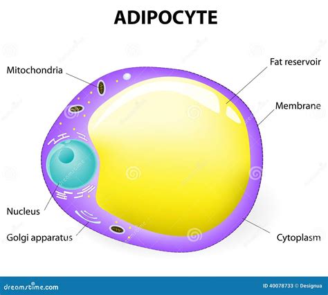 Adipocyte Structure Fat Cell Stock Vector Image 40078733